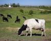 Le Danemark taxera les flatulences du bétail pour lutter contre le réchauffement climatique
