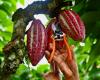 En Équateur, le cacao à prix élevé ravit les producteurs mais attire les criminels