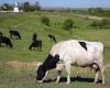 Le Danemark va taxer les flatulences du bétail pour lutter contre le réchauffement climatique