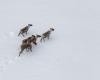 Consultation sur les caribous | Québec manque à son « devoir d’honneur », selon la cour