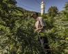 Le Maroc mise sur le cannabis pour stimuler son développement économique