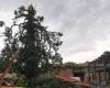 La foudre frappe un séquoia centenaire dans la cour du restaurant