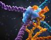 une nouvelle technique d’édition génétique plus efficace et précise que CRISPR – .