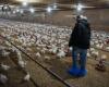 La grippe aviaire a laissé des traces chez les producteurs québécois – .