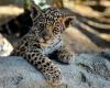 Naissance d’un adorable bébé jaguar au zoo de Bordeaux-Pessac ! – .