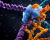 Après les « ciseaux génétiques », un « pont ARN » pourrait révolutionner l’édition du génome – .