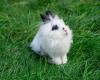 Le premier parc à lapins de France ouvrira bientôt ses portes à Rouen – .