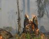 Kinéis s’associe à Dryad Networks pour accélérer la lutte contre les incendies de forêt – .