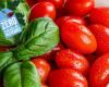 Le producteur de tomates AZURA obtient la certification AWAS pour une gestion responsable de l’eau – .