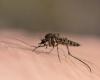 Des chercheurs du Manitoba découvrent 17 nouveaux virus chez les moustiques.