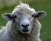 Info Tours | Insolite : des moutons de Tours dressés pour passer des IRM – .