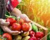 la baisse des prix des fruits et légumes va-t-elle durer ? – .