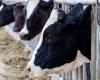 Quatrième cas humain de grippe aviaire lié à une épidémie chez des vaches – .