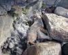 un lion de mer échoué sur les rochers, sauvé grâce à un pêcheur – .