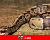Une femme retrouvée morte dans l’estomac d’un python en Indonésie – .