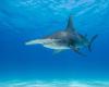 Les requins repérés aux îles Canaries peuvent se déplacer vers le Maroc sans représenter une menace (expert) – .