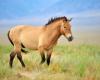 Un
      cheval
      retrouvé
      mort
      avec
      une
      oreille
      coupée