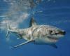 Un touriste allemand meurt après une attaque de requin au large de Dakhla