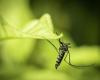 Le moustique tigre est bel et bien le vecteur de la dengue en France