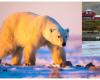 Un ours polaire errant près d’une maison en Islande a été abattu