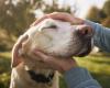 Un homme paralysé peut à nouveau sentir la fourrure de son chien