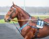 Go On Boy conserve son titre – Trot