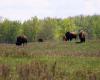 Cinq bisons tués dans des accidents de la route en Alberta