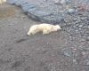 L’Islande a sa seule photo d’ours polaire – c’est pourquoi