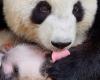 Quand un zoo chinois trompe ses visiteurs avec des chiens teints comme des pandas (vidéo)