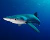 Requins bleus sur l’île de Ré