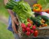 Une conserverie de légumes verra bientôt le jour à La Hague