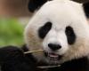 Deux pandas géants sont retournés prématurément en Chine après que leur entretien soit devenu trop coûteux pour le zoo