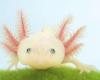 Les axolotls arrêtent de vieillir après le premier tiers de leur vie