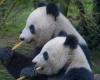 Covid-19, inflation… Les pandas prêtés à la Finlande vont revenir en Chine car ils coûtent trop cher