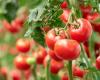 Record des exportations marocaines de tomates