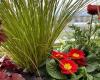 Des oasis de verdure pour les balcons