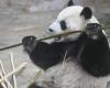 Un zoo finlandais va renvoyer des pandas en Chine à cause de l’inflation