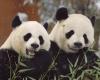 Des pandas finlandais renvoyés en Chine à cause de l’inflation