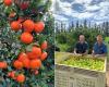 « Prix élevé mais stable pour les oranges sud-africaines »