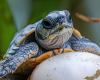 des bébés tortues bien protégés