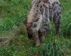 Nourris de trois suricates | Zoo de Zurich