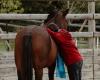 En Haute-Savoie, l’association Espoir et ses chevaux soutiennent les femmes après l’annonce d’un cancer