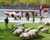 la transhumance urbaine revient à Lyon