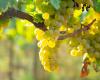 Un détecteur pour moins traiter la vigne