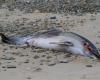 Gard. Un dauphin mort retrouvé sur une plage du Grau-du-Roi