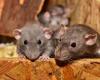 plus de 100 rats découverts dans un appartement, un appel à l’aide lancé