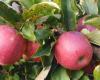 Joël Sauvant, producteur de pommes bio à Vans en sud Ardèche