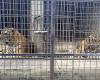 des dizaines de tigres sont morts dans des zoos au Vietnam – LINFO.re