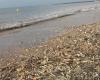 Des centaines de milliers de couteaux échoués sur cette plage de Loire-Atlantique