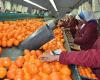 Vers la reprise des exportations marocaines de mandarines